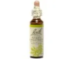 Fleurs de Bach - White Chestnut Elixir Floral - 20ml