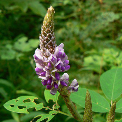 b desmodium 402x402
