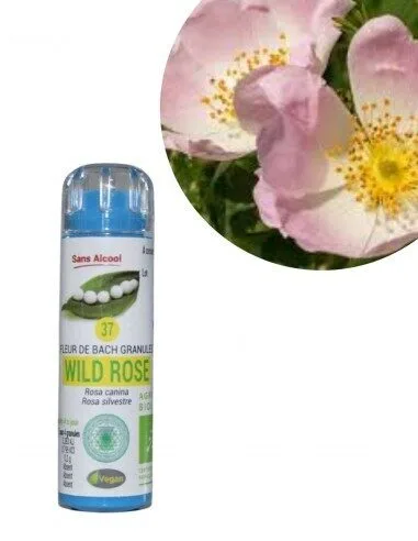 Kosmeo Fleur de Bach N°37 Wild Rose - Eglantier Bio sans alcool - 130 granules